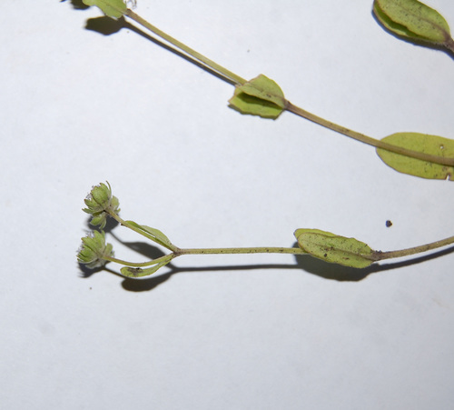 Valerianella locusta (common cornsalad)