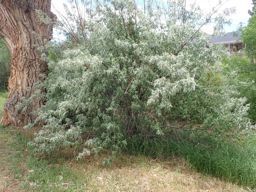 Elaeagnus angustifolia (Russian olive) (alternate view 10)