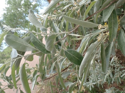Elaeagnus angustifolia (Russian olive) (alternate view 11)