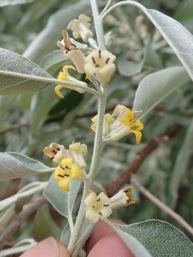 Elaeagnus angustifolia (Russian olive) (alternate view 9)
