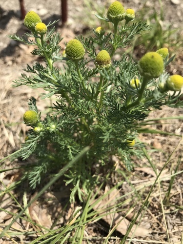 Matricaria (German chamomiles and pineapple-weeds) (alternate view 6)