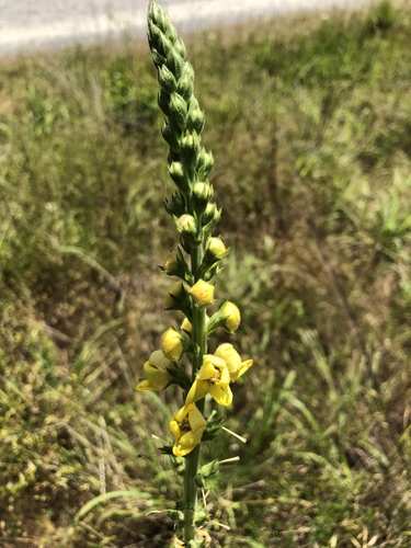 Verbascum virgatum (Wand Mullein)