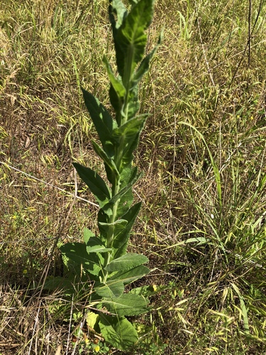 Verbascum virgatum (Wand Mullein) (alternate view 2)