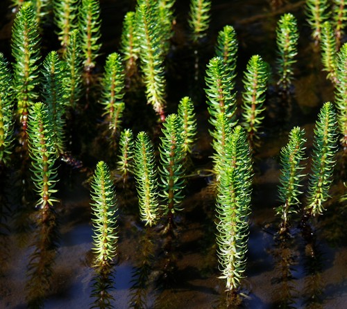 Hippuris vulgaris (Common Mare's Tail) (alternate view 2)