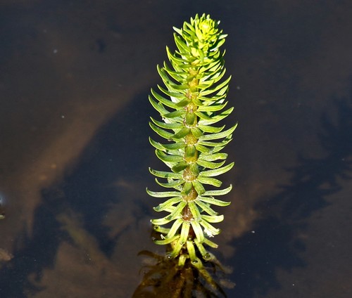 Hippuris vulgaris (Common Mare's Tail) (alternate view 3)