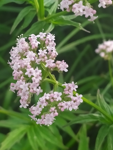 Valeriana officinalis (common valerian)