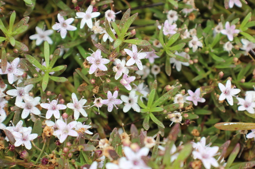 Myoporum parvifolium (alternate view 9)