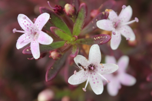 Myoporum parvifolium (alternate view 10)