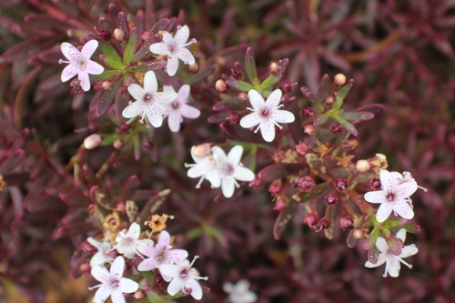 Myoporum parvifolium (alternate view 11)