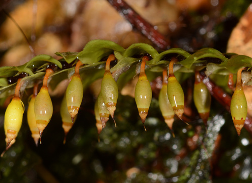 Cyathophorum bulbosum (quill moss) (alternate view 4)