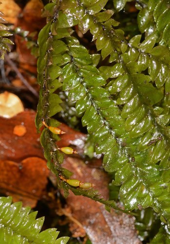 Cyathophorum bulbosum (quill moss) (alternate view 5)
