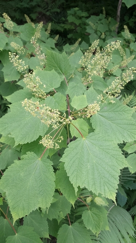 Acer spicatum (Mountain Maple) (alternate view 4)