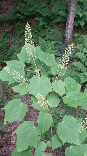 Acer spicatum (Mountain Maple) (alternate view 5)