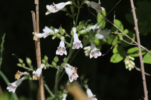 Penstemon pallidus (Pale Beardtongue)