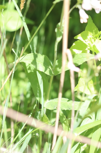 Penstemon pallidus (Pale Beardtongue)