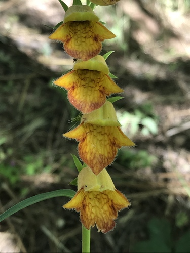 Digitalis obscura (Sunset Foxglove)
