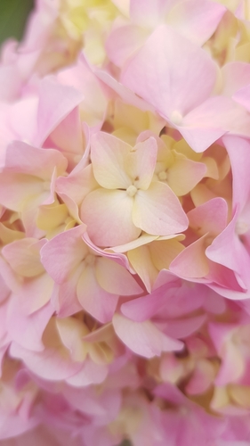 Hydrangea macrophylla (bigleaf hydrangea) (alternate view 2)