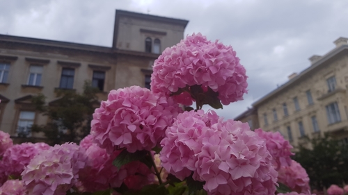 Hydrangea macrophylla (bigleaf hydrangea) (alternate view 3)