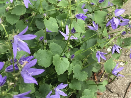 Campanula poscharskyana (Serbian Bellflower) (alternate view 2)