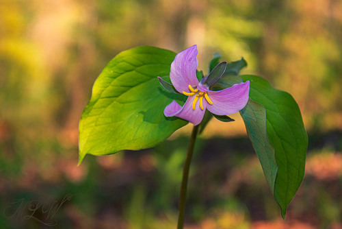 Trillium catesbaei (bashful wakerobin) (alternate view 5)