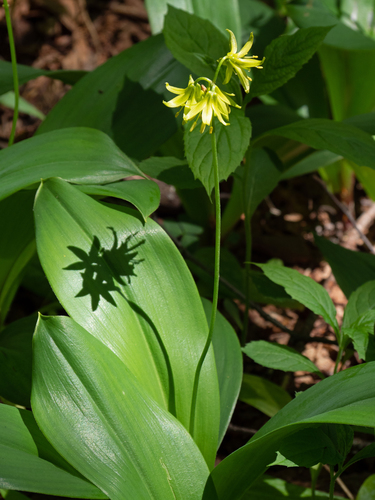 Clintonia borealis (bluebead lily)