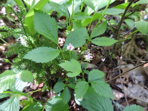 Rubus pubescens (dwarf raspberry) (alternate view 2)