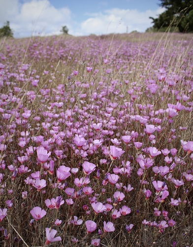 Clarkia rubicunda (ruby chalice clarkia) (alternate view 5)