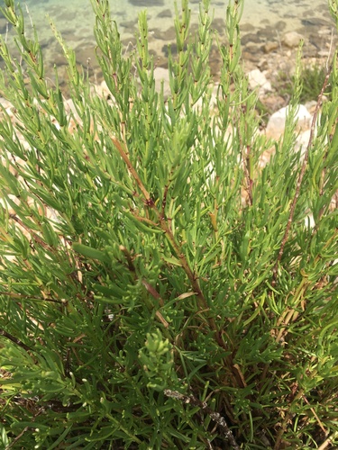 Limbarda crithmoides (Golden Samphire)