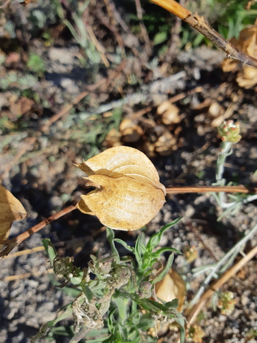 Nicandra physalodes (apple-of-Peru)