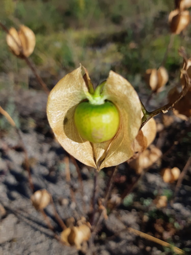 Nicandra physalodes (apple-of-Peru)