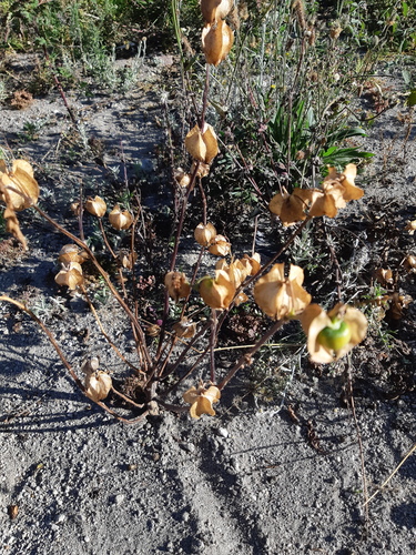 Nicandra physalodes (apple-of-Peru)