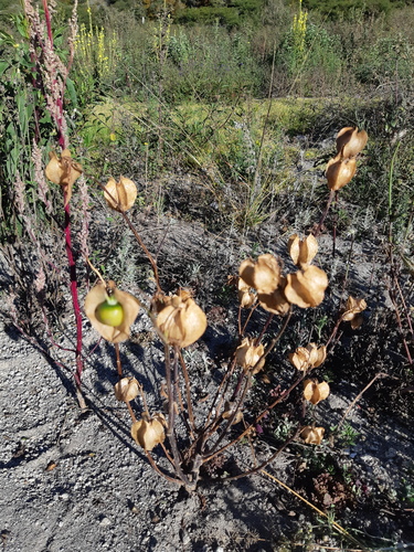 Nicandra physalodes (apple-of-Peru)