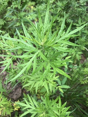 Artemisia vulgaris (common mugwort)