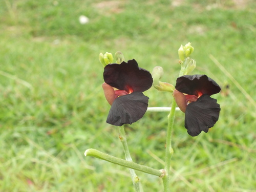 Macroptilium atropurpureum (Purple Bush-Bean)