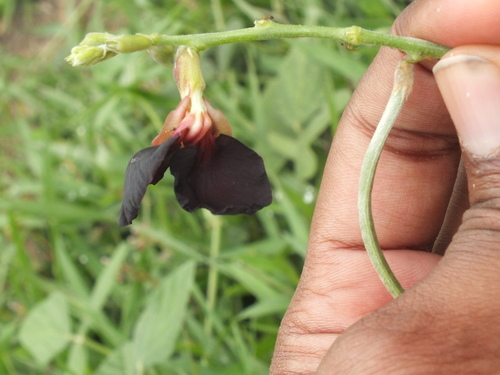 Macroptilium atropurpureum (Purple Bush-Bean) (alternate view 2)