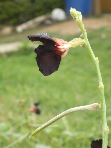 Macroptilium atropurpureum (Purple Bush-Bean) (alternate view 3)
