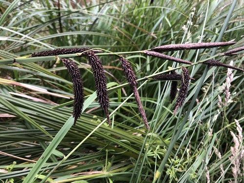 Carex obnupta (slough sedge) (alternate view 4)