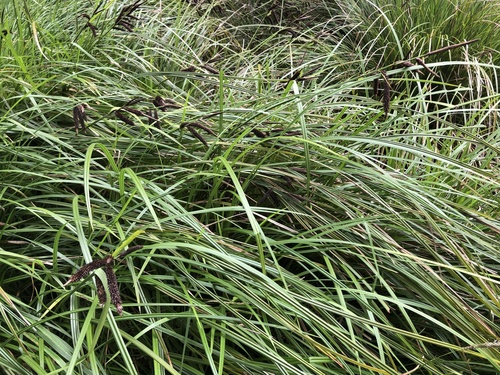 Carex obnupta (slough sedge) (alternate view 5)
