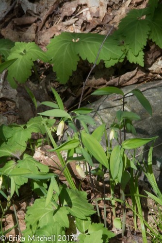 Uvularia sessilifolia (sessile bellwort) (alternate view 4)