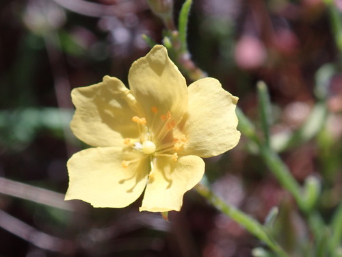 Crocanthemum scoparium (peak rushrose)