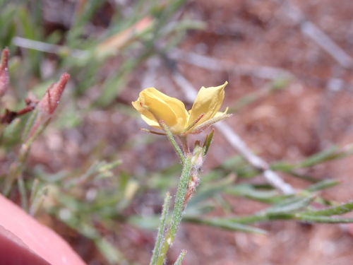 Crocanthemum scoparium (peak rushrose) (alternate view 2)