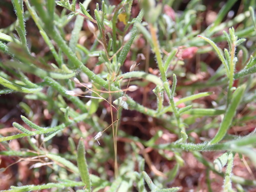 Crocanthemum scoparium (peak rushrose) (alternate view 3)