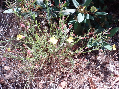 Crocanthemum scoparium (peak rushrose) (alternate view 4)