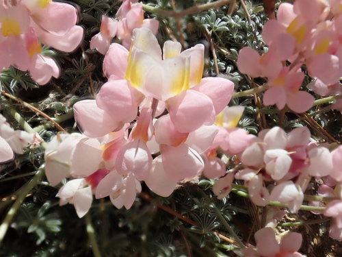 Lupinus albifrons (Silver Bush Lupine) (alternate view 2)