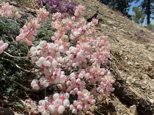 Lupinus albifrons (Silver Bush Lupine) (alternate view 3)