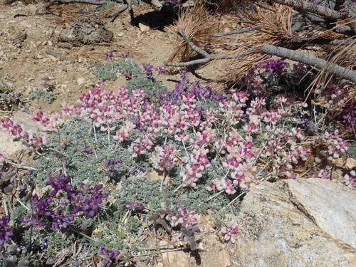 Lupinus albifrons (Silver Bush Lupine) (alternate view 4)