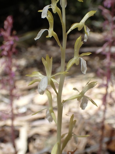 Corallorhiza mertensiana (Pacific coralroot) (alternate view 5)