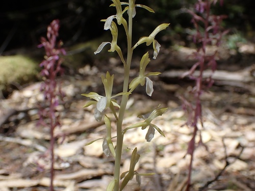Corallorhiza mertensiana (Pacific coralroot) (alternate view 4)