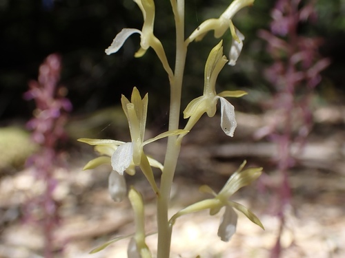 Corallorhiza mertensiana (Pacific coralroot) (alternate view 3)