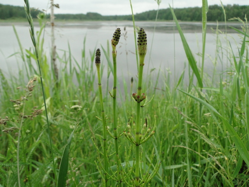 Equisetum palustre (marsh horsetail)